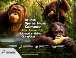 Di Balik Operasi Migas Kalimantan, Ada Upaya PHI Selamatkan Habitat Orang Utan