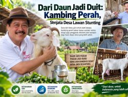 Dari Daun Jadi Duit: Kambing Perah, Senjata Desa Lawan Stunting